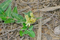 Asclepias prostrata