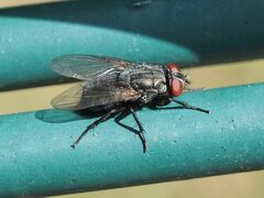 Protocalliphora azurea