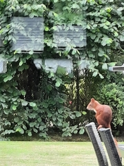 Sciurus vulgaris