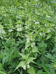 Lamium album