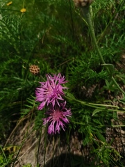 Psephellus sibiricus