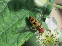 Episyrphus balteatus