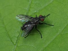 Sarcophagidae
