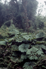 Gunnera insignis