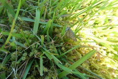 Eupithecia satyrata