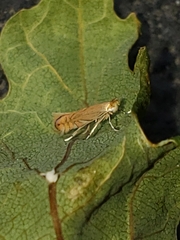 Phyllonorycter quercifoliella