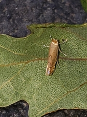 Phyllonorycter quercifoliella