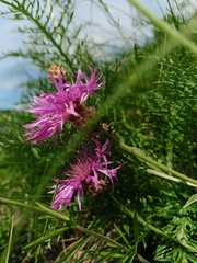 Psephellus sibiricus