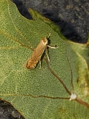 Phyllonorycter quercifoliella