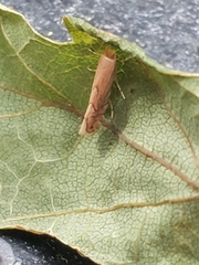 Phyllonorycter quercifoliella