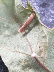 Phyllonorycter quercifoliella