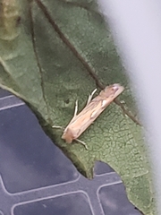 Phyllonorycter quercifoliella