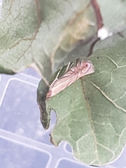 Phyllonorycter quercifoliella