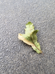 Phyllonorycter quercifoliella