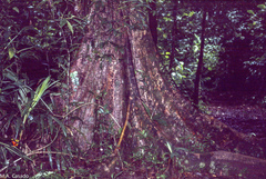 Pterocarpus officinalis