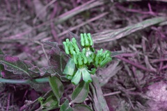 Asclepias prostrata