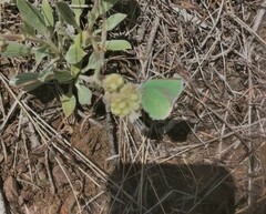 Callophrys affinis