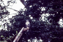 Buteogallus urubitinga