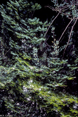 Pterocarpus officinalis