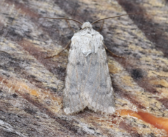 Agrotis simplonia