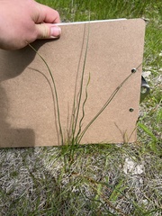 Juncus filiformis