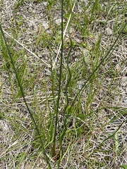Juncus filiformis