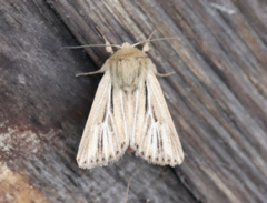 Mythimna anderreggii