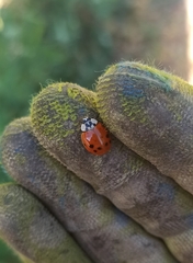 Harmonia axyridis