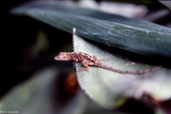 Anolis laeviventris