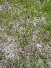 Juncus filiformis