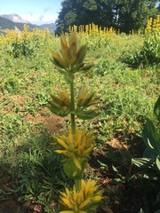Gentiana lutea lutea