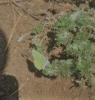 Callophrys affinis