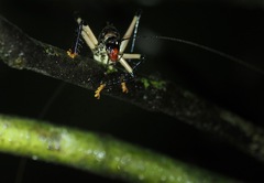 Capnogryllacris