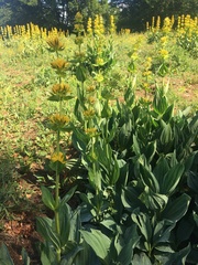 Gentiana lutea lutea
