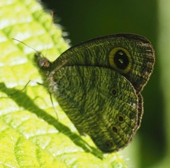 Ypthima horsfieldii