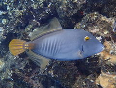 Cantherhines dumerilii