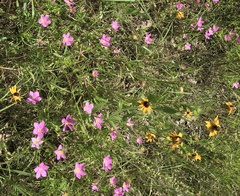 Sabatia campestris