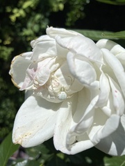 Misumena vatia