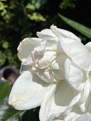 Misumena vatia