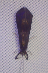 Mystacides sepulchralis