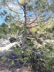 Gymnotelium blasdaleanum