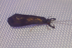 Mystacides sepulchralis