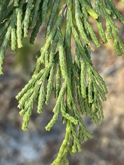 Gymnotelium blasdaleanum