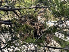 Gymnotelium blasdaleanum