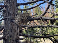 Gymnotelium blasdaleanum