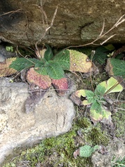 Streptocarpus meyeri