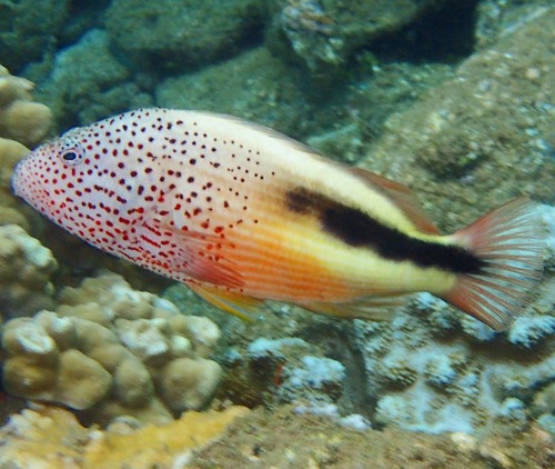 Photo of Blackside hawkfish (Paracirrhites forsteri)