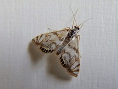 Neocataclysta magnificalis