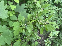 Rhamnus yoshinoi