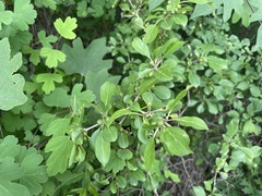 Rhamnus yoshinoi